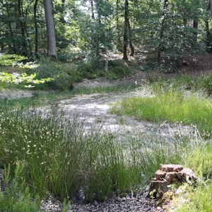 La Mare du Village de la Forêt en milieu de printemps, au sein du Massif de la Madeleine. Un endroit que vous pouvez découvrir au cours d'un Safari nature C4U Aventures.