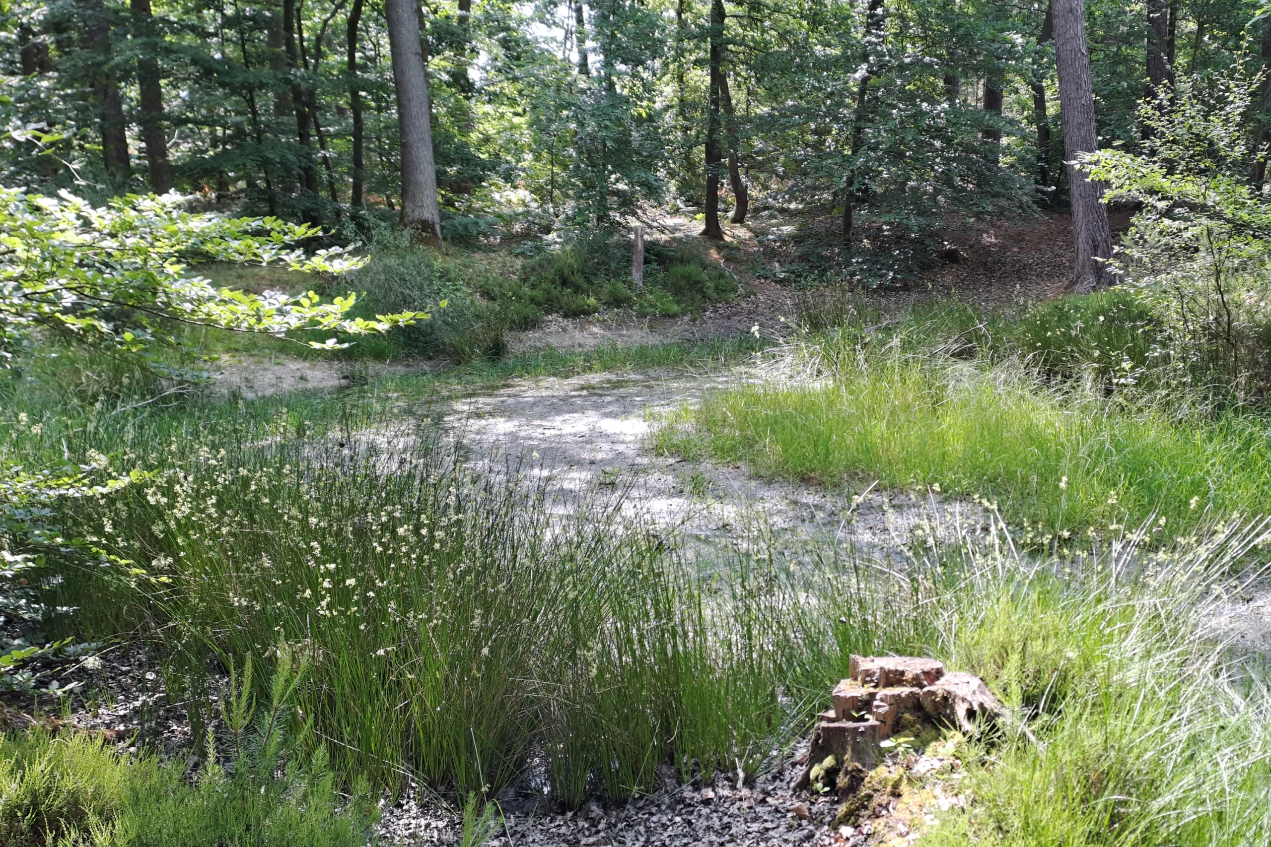 La Mare du Village de la Forêt en milieu de printemps, au sein du Massif de la Madeleine. Un endroit que vous pouvez découvrir au cours d'un Safari nature C4U Aventures.