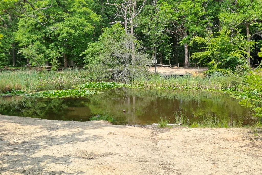 La Mare aux Biches en milieu de printemps, au sein du Massif de la Madeleine. Un endroit que vous pouvez découvrir au cours d'un Safari nature C4U Aventures.