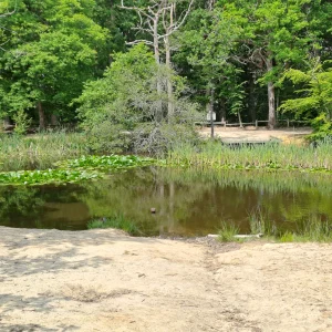 La Mare aux Biches en milieu de printemps, au sein du Massif de la Madeleine. Un endroit que vous pouvez découvrir au cours d'un Safari nature C4U Aventures.
