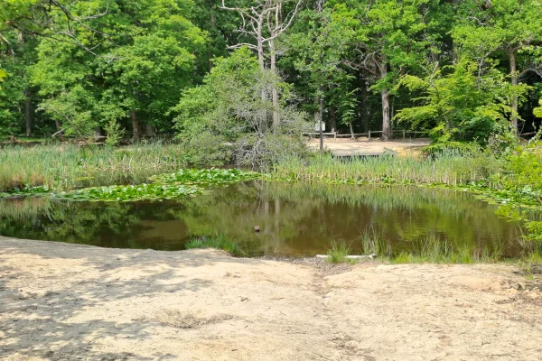 La Mare aux Biches en milieu de printemps, au sein du Massif de la Madeleine. Un endroit que vous pouvez découvrir au cours d'un Safari nature C4U Aventures.